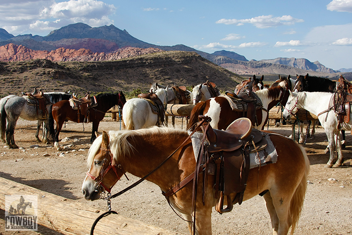 Some of the trail horses used while horseback ridingnear Las Vegas at Cowboy Trail Rides in Red Rock Canyon